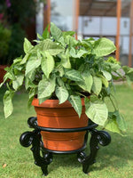 Tulip Plant Pot Holder with Top Rim of 19cm (Set Of 2)